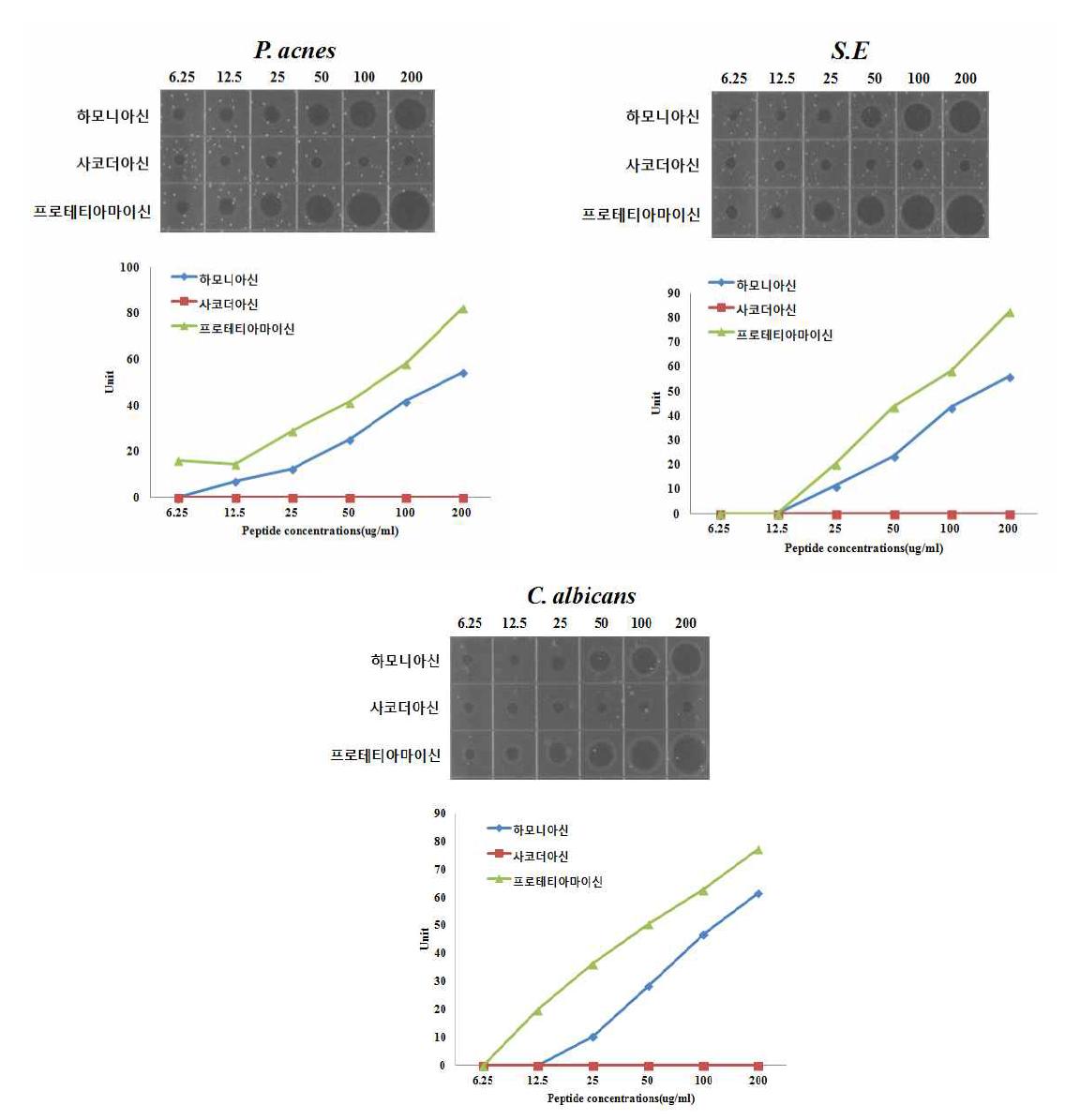 기 발굴된 항생 펩타이드를 이용한 항균 활성 검정