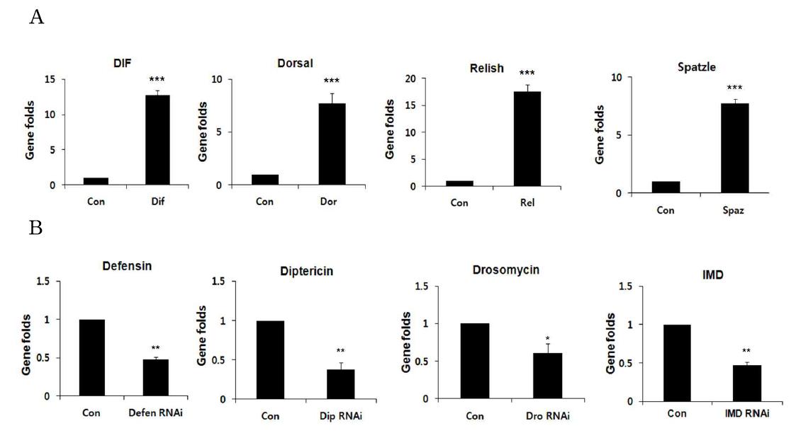 AMP(antimicrobial peptide) 신호전달과정 관련 유전자 과발현 혹은 발현억제시킨 초파리 내에서 목적유전자 전사체 발현 분석