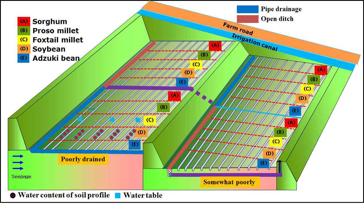 Schematic layout of subsurface drainage system and monitoring positions of soil water content and water table level at experimental field at experimental field