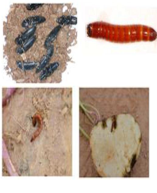 방아벌레 성충 및 유충과 고구마 괴근 가해 현상