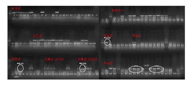 RT-PCR 결과 전기영동사진