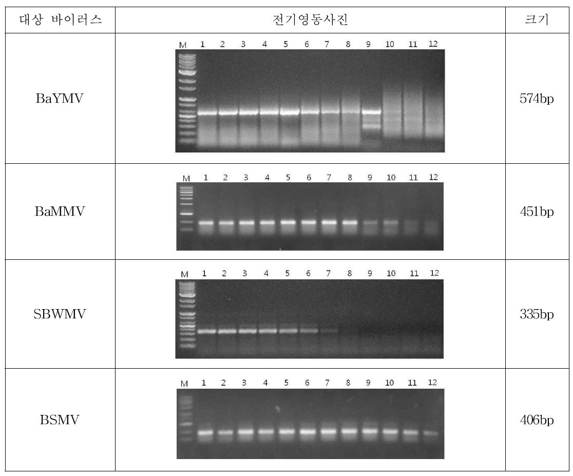 바이러스 특이 primer의 RT-PCR 증폭산물 전기영동, M : size marker, lane 1 ~lane 12 : annealing temp. 50℃ ~ 65℃