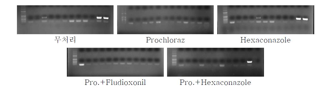 프로라츠 유제와 헥사코나졸 유제 약제 처리 후 PCR 이용 키다리병 병원균 검출