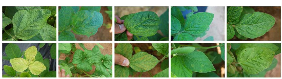 Various symptoms caused by SYMMV naturally occurring in soybean fields.