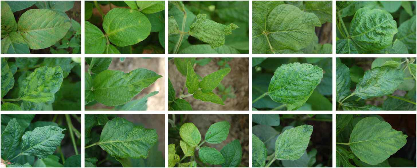Various symptoms caused by SMV naturally occurring in soybean fields.