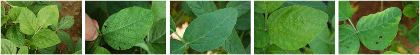 Various symptoms caused by SYCMV naturally occurring in soybean fields.