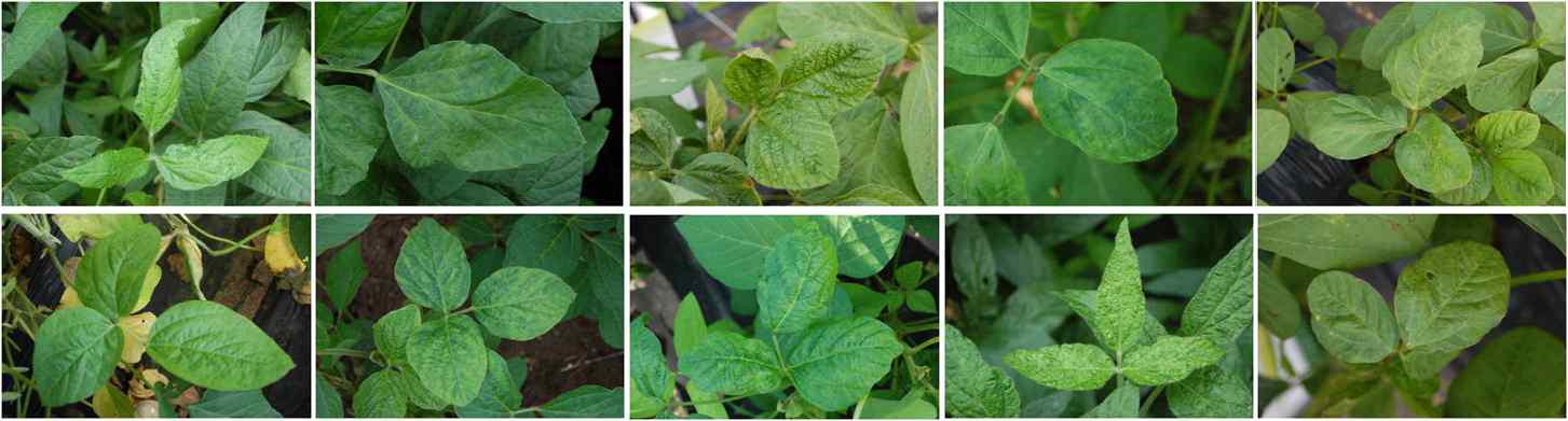 Various symptoms caused by PSV naturally occurring in soybean fields.