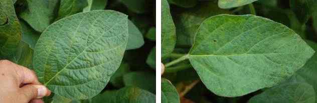 Various symptoms caused by BCMV naturally occurring in soybean fields.