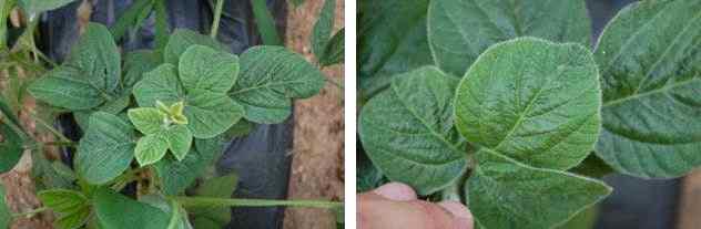 Various symptoms caused by SbDV naturally occurring in soybean fields.