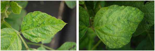 Various symptoms caused by SMV and PSV naturally occurring in soybean fields.