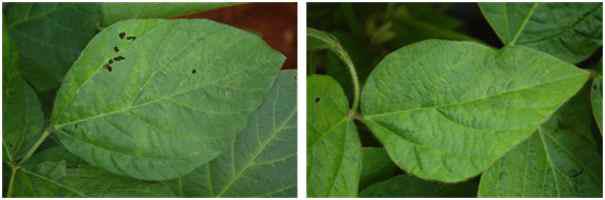 Various symptoms caused by SMV and SYCMV naturally occurring in soybean fields.