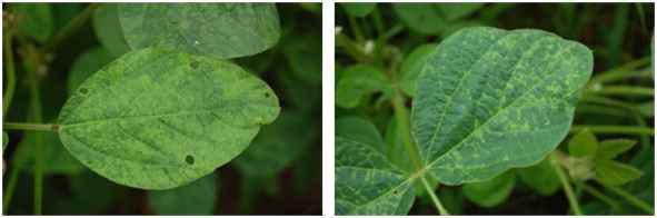 Various symptoms caused by SMV and SYMMV naturally occurring in soybean fields.