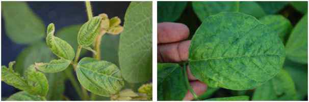 Various symptoms caused by SMV and SYCMV naturally occurring in soybean fields.