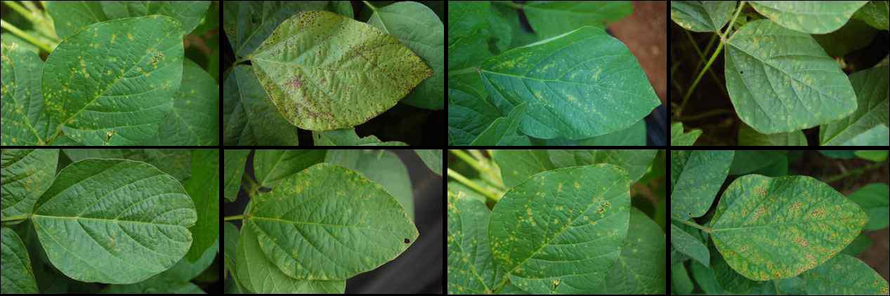 Various symptoms caused by bacterial pustule naturally occurring in soybean fields.