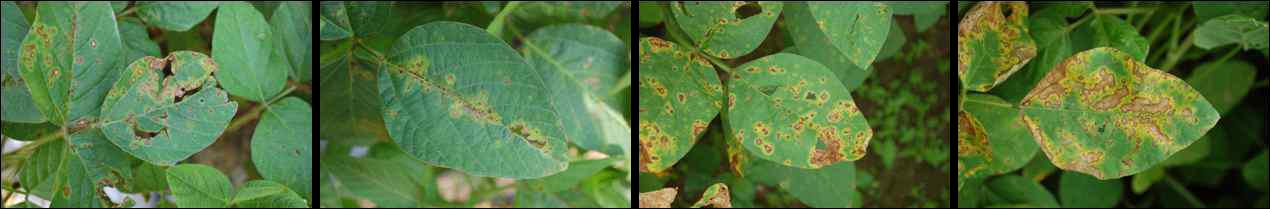 Various symptoms caused by Wildfire naturally occurring in soybean fields.