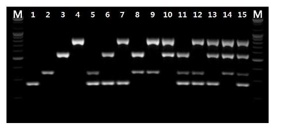 PCR reaction with selected multiplex PCR pirmer set.