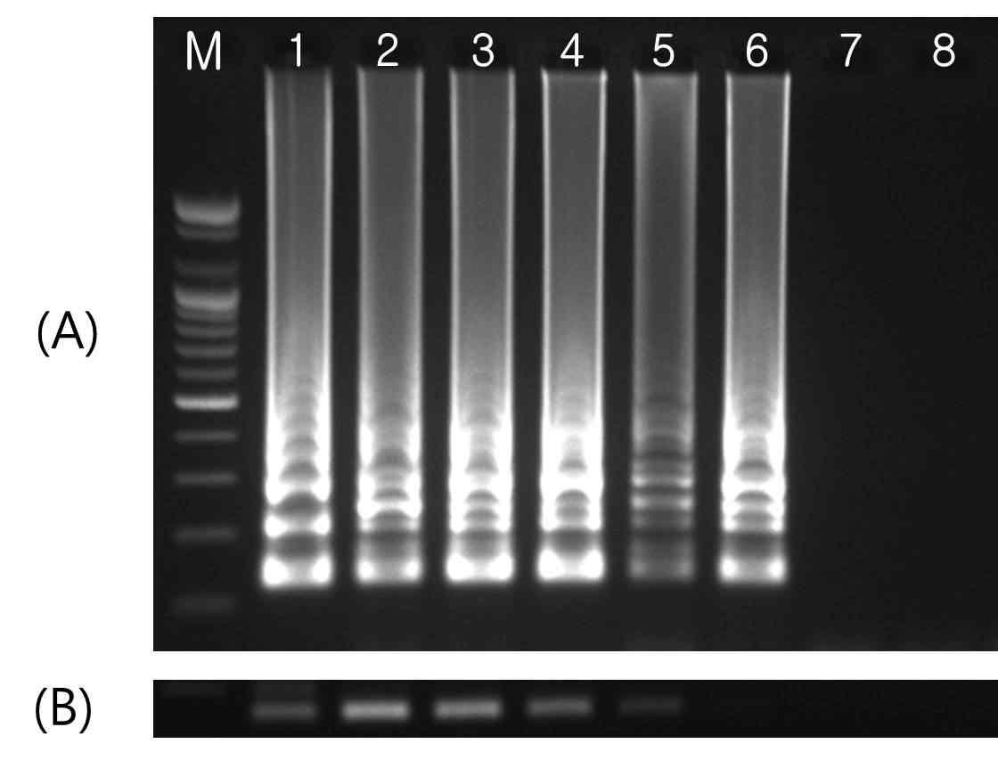 Sensitivities of (A) RT-LAMP and (B) RT-PCR for detection of SMV.