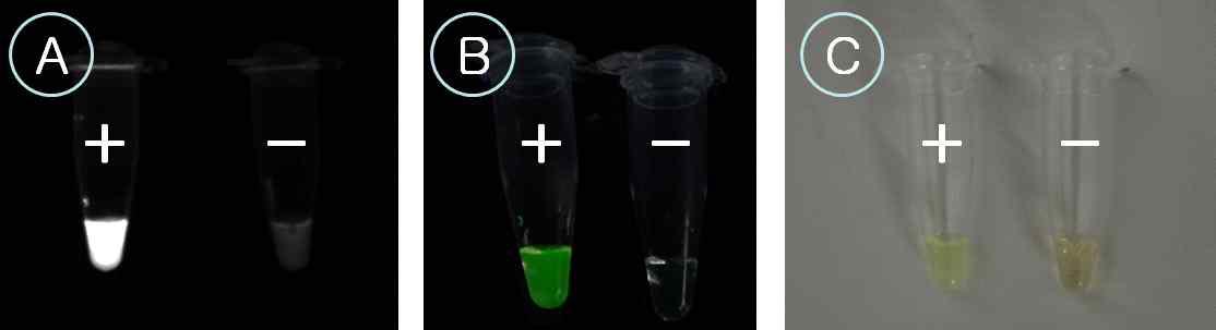 Fluorescent dye mediated visual detection for RT-LAMP.
