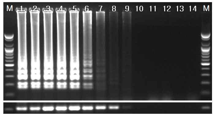 Sensitivities of (A) RT-LAMP and (B) RT-PCR for detection of SYCMV. L