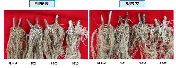 담수처리 기간에 따른 콩 뿌리의 변화