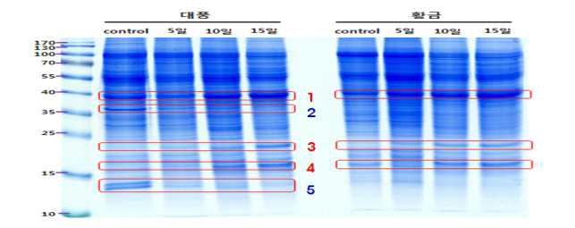담수처리에 따른 콩의 SDS-PAGE를 통한 단백질 발현패턴 비교