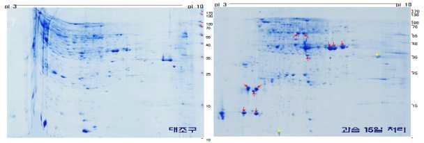 15일간 담수처리한 대풍콩의 2-DE 분석을 통한 단백질 발현 패턴 비교