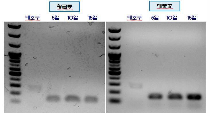 Isoflavone RT-PCR 분석