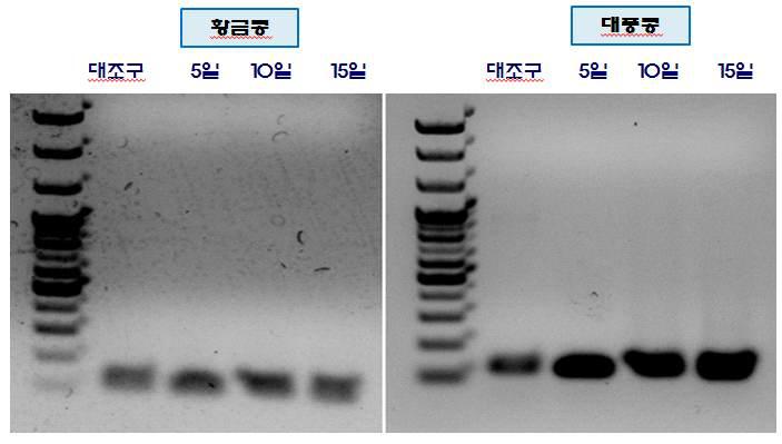 Leghemoglobin RT-PCR 분석