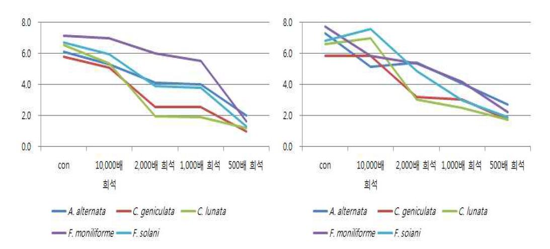 카멜레온 에코 농도별 처리에 따른 균 생육조사