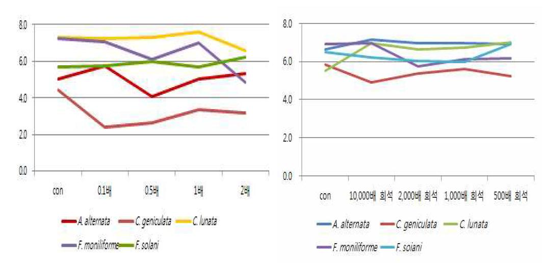 탄저브렉 농도별 처리에 따른 균 생육조사