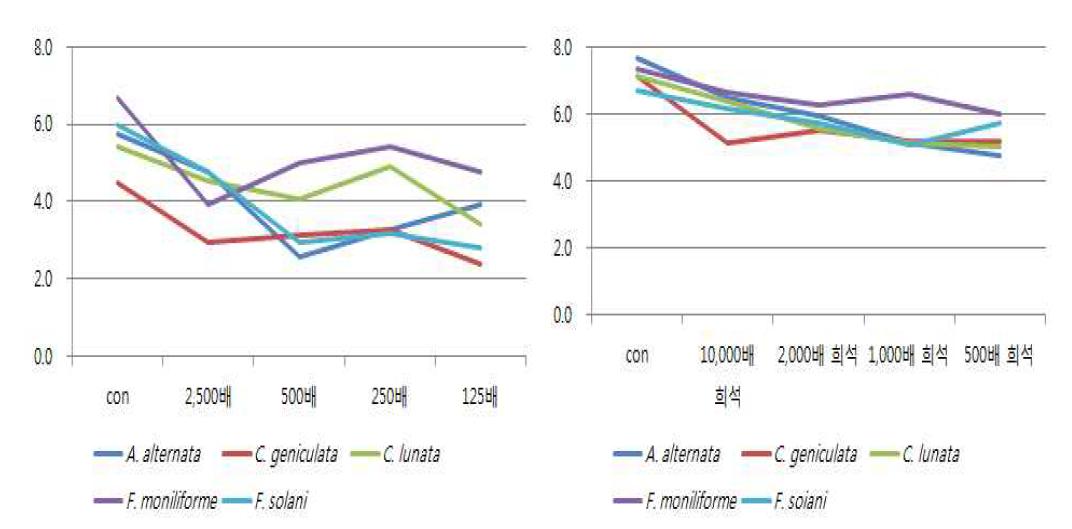 진황 농도별 처리에 따른 균 생육조사