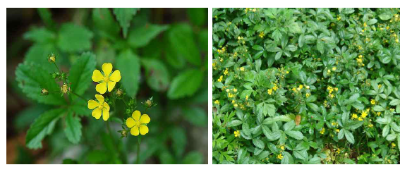 가락지나물(사함초:Potentilla kleiniana)