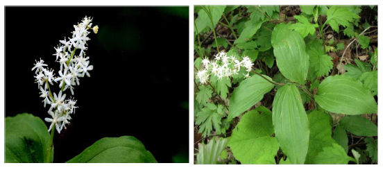 풀솜대(녹약:Smilacina japonica)