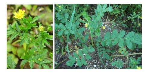 개쇠스랑개비(Potentilla supina)