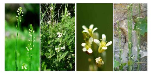 장대나물(Arabis glabra)