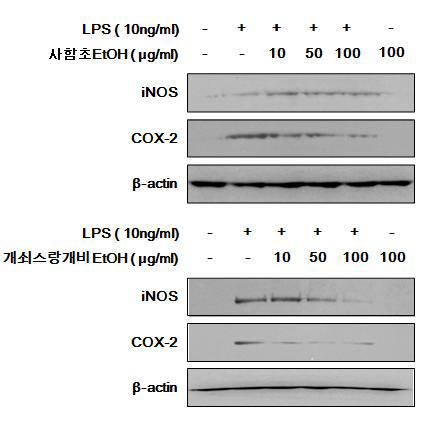 iNOS 및 COX-2 protein 발현 저해 효과