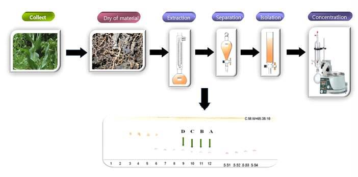 고랭지 자생산채의 추출 및 분획물의 성분 패턴분석