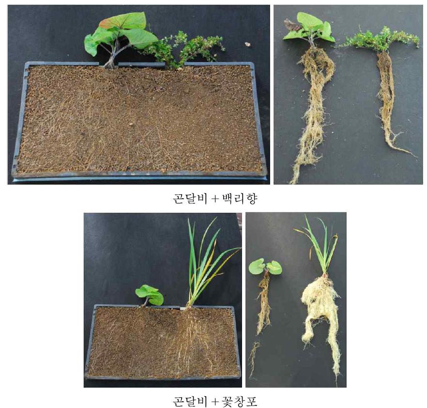 곤달비와 혼식한 자생식물의 생육특성