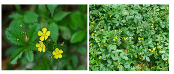 가락지나물(사함초:Potentilla kleiniana)