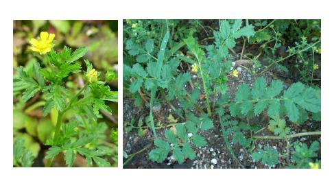 개쇠스랑개비(Potentilla supina)