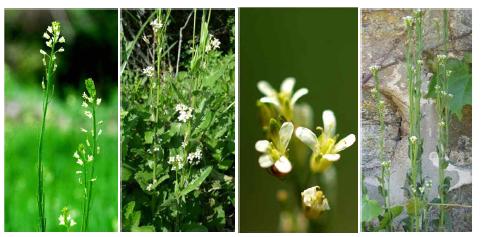 장대나물(Arabis glabra)