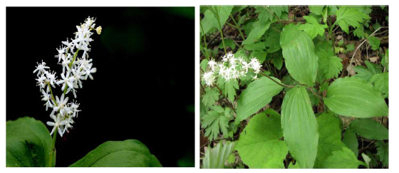 풀솜대(녹약:Smilacina japonica)