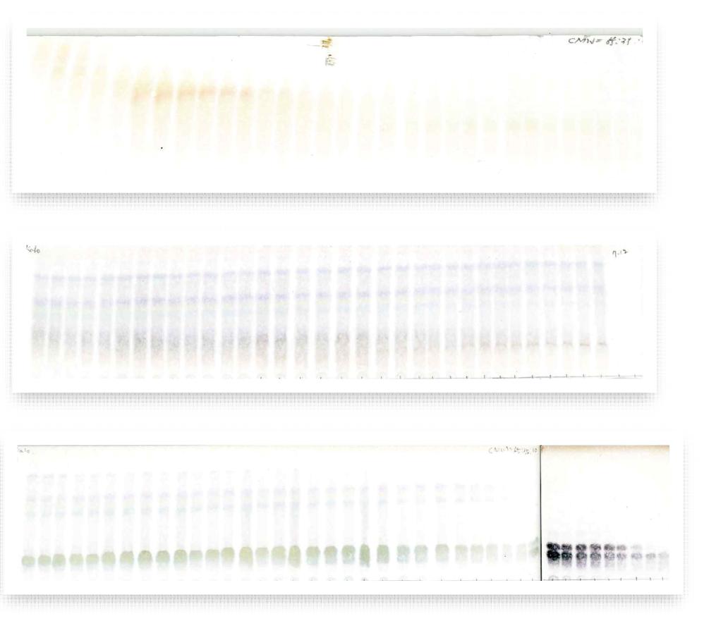 박층크로마토그래피법을 이용한 kalopanax saponin의 패턴확인