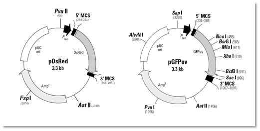 실험에 사용한 pDsRed(붉은색 형광발현) plasmid와 pGFPuv(녹색형광발현) plasmid