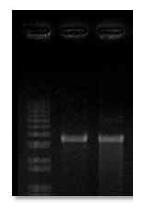 순수분리한 pGFPuv plasmid와 pDsRed plasmid