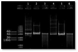 선발된 균에서 재 분리한 plasmid