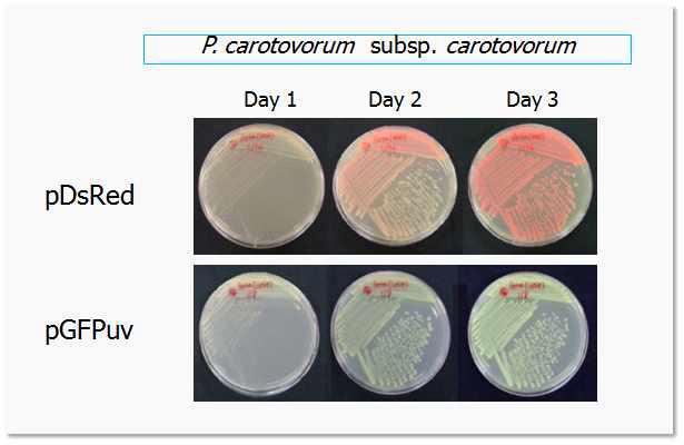 고체 배양시 발현되는 붉은색소와 푸른색소