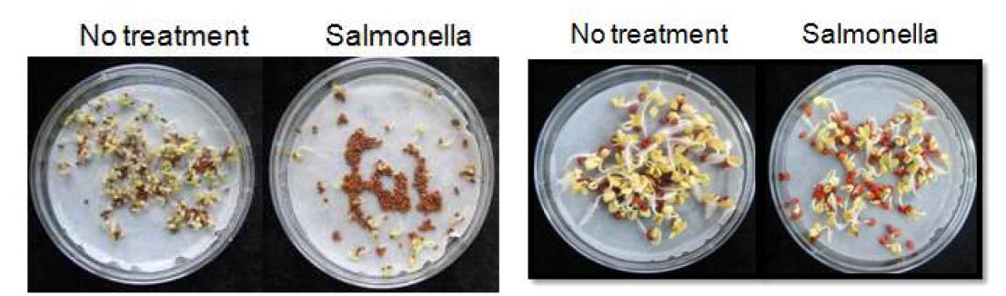 Salmonella 처리한 종자의 발현