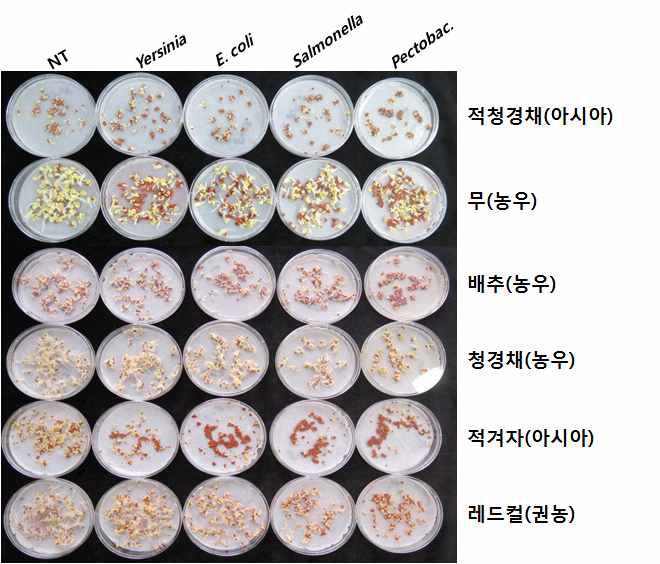 종자 발아에 미치는 병원세균의 영향의 비교 분석