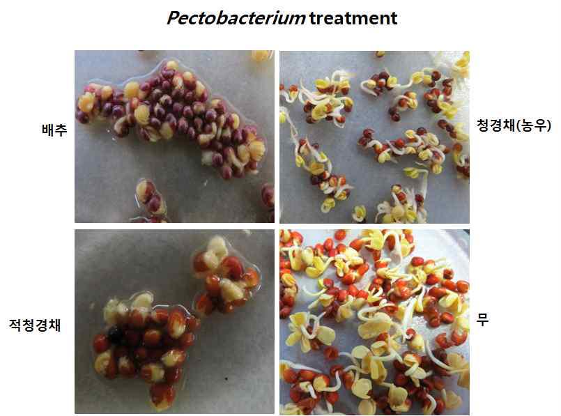 종자 발아에 미치는 Pectobacterium 균의 영향